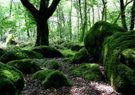 شاخص های زیستی